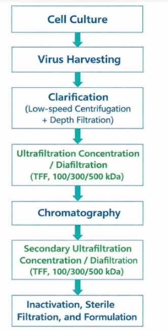 Industriell-reningsprocess i nedströms skala för bovint infektiös rhinotrache...